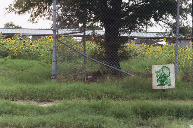 Photo of Sunflowers planted by Common Ground in a schoolyard