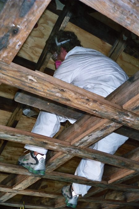 Photo of Paul in the rafters - all the black wood is molded